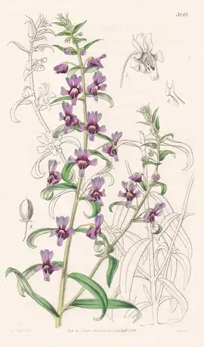 Angelonia Cornigera. Horn-Bearing Angelonia. Tab. 3848 - Brasil Brazil Brasilien / Pflanze Planzen plant plant