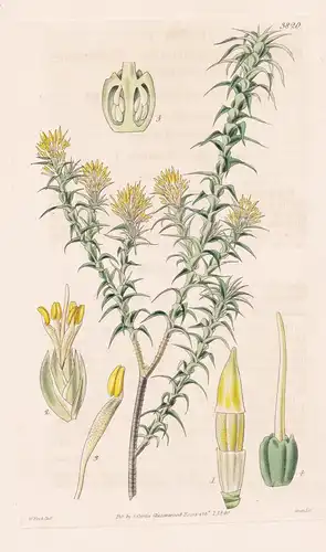 Cystanthe Sprengelioides. Sprengelia-Like Cystanthe. Tab. 3826 - Australia Australien / Pflanze Planzen plant