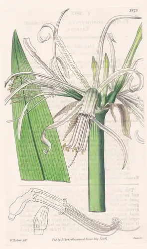 Elisena Longipetala. Long-Limbed Elisena. Tab. 3873 - Pflanze Planzen plant plants / flower flowers Blume Blum