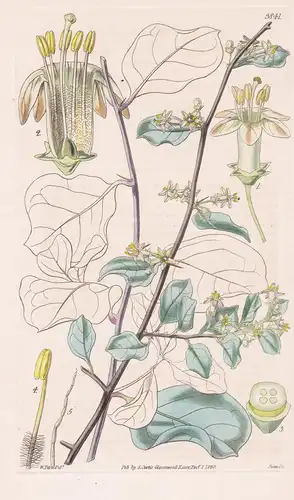 Grabowskia Duplicata. Toothed Grabowskia. Tab. 3841 - Peru / Pflanze Planzen plant plants / flower flowers Blu