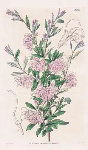 Grevillea Dubia. Dubious Grevillea. Tab. 3798 -  Australia Australien / Pflanze Planzen plant plants / flower