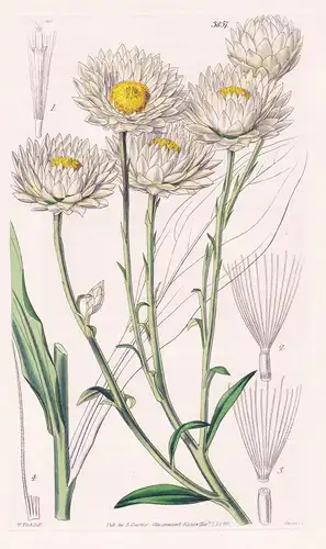 Helichrysum Niveum. Snowy-Flowered Helichrysum. Tab. 3857 - Australia Australien / Pflanze Planzen plant plant