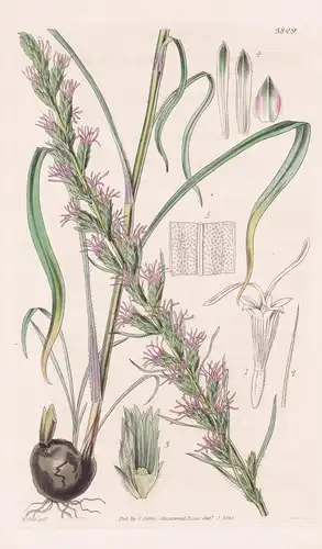 Liatris Propinqua. Sharp-Scale Spiked Liatris. Tab. 3829 - North America Nordamerika / Pflanze Planzen plant p
