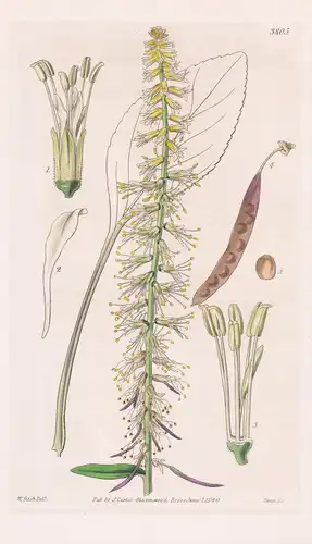 Macropodium Nivale. Siberian Macropodium. Tab. 3805 - Pflanze Planzen plant plants / flower flowers Blume Blum
