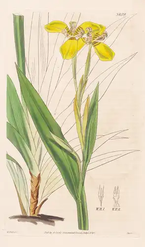 Marica Humilis; var. 2, lutea. Humble Marica; yellow var. Tab. 3809 - Pflanze Planzen plant plants / flower fl