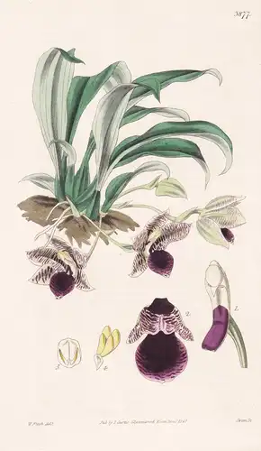Maxillaria Stapelioides. Stapelia-Like Maxillaria. Tab. 3877 - Brasil Brazil Brasilien / Orchidee orchid / Pfl