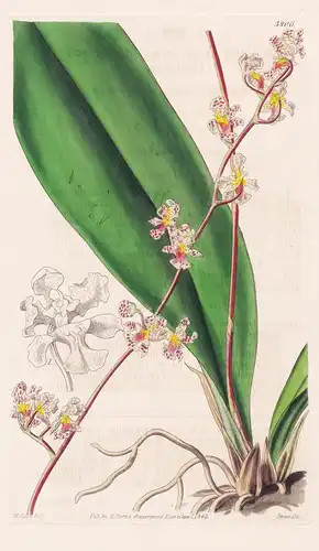 Oncidium Huntianum. Mr. Hunt's Oncidium. Tab. 3806 - Brasil Brazil Brasilien / Orchidee orchid / Pflanze Planz