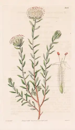 Pimelea Nana. Dwarf Pimelea. Tab. 3833 - Australia Australien / Pflanze Planzen plant plants / flower flowers