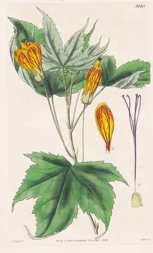 Sida Picta. Painted-Flowered Sida. Tab. 3840 - Uruguya Argentina / Pflanze Planzen plant plants / flower flowe