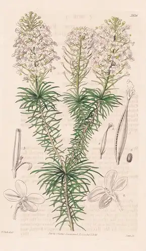 Stylidium Fasciculatum. Fascicled-Leaved Stylidium. Tab. 3816 - Australia Australien / Pflanze Planzen plant p