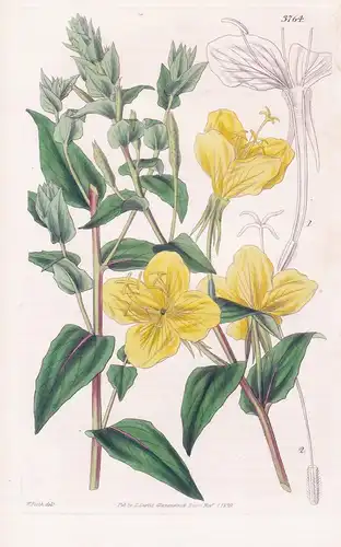 Oenothera Bifrons. Heart-Leaved Evening-Primrose. Tab. 3764 - Texas / Pflanze Planzen plant plants / flower fl