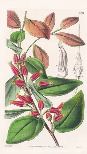 Macleania Angulata. Agled-Flowered Macleania. Tab. 3979 - Peru / Pflanze Planzen plant plants / flower flowers