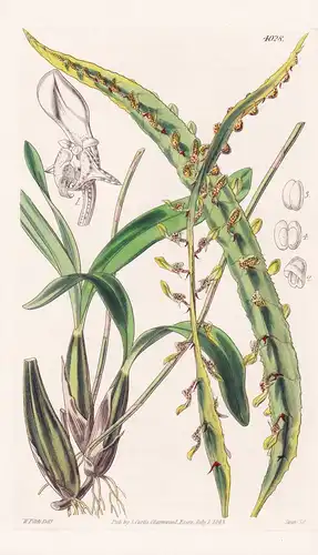 Megaclinium Maximum. Largest Megaclinium. Tab. 4028 - Sierra Leone / Pflanze Planzen plant plants / flower flo