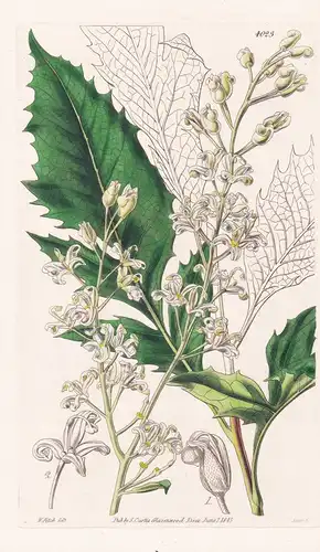 Lomatia Ilicifolia. Holly-Leaved Lomatia. Tab. 4023 - Australia Australien / Pflanze Planzen plant plants / fl