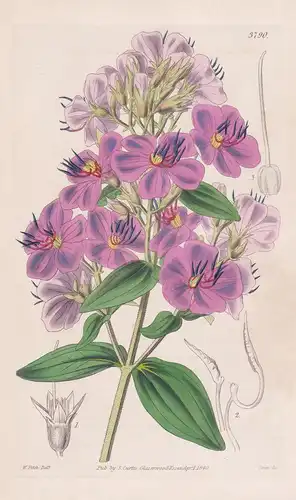 Osbeckia Canescens. Hoary-Leaved Osbeckia. Tab. 3790 - Pflanze Planzen plant plants / flower flowers Blume Blu