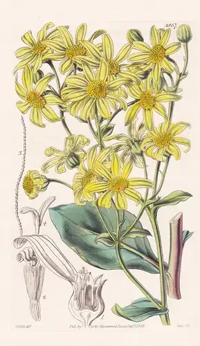 Othonna Frutescens. Shrubby Othonna. Tab. 3967 - South Africa Südafrika / Pflanze Planzen plant plants / flowe