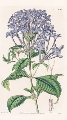 Rondeletia Longiflora. Blue-Flowered Rondeletia. Tab. 3977 - Cuba Kuba Mexico Mexiko / Pflanze Planzen plant p