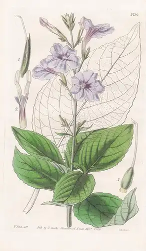 Ruellia Ciliatiflora. Fringe-Flowered Ruella. Tab. 3718 - Argentina Argentinien / Pflanze Planzen plant plants