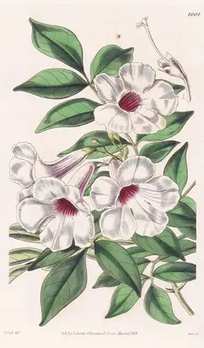 Tecoma Jasminoides. Jasmine-Leaved Tecoma. Tab. 4004 - Australia Australien / Pflanze Planzen plant plants / f