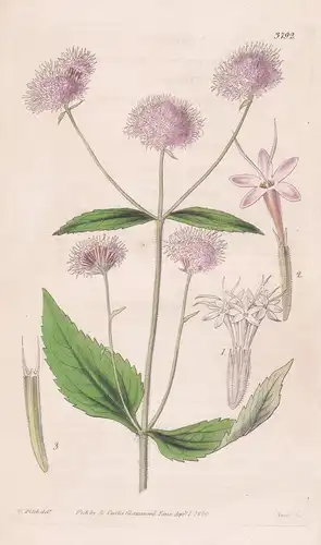 Stevia Breviaristata. Tab. 3792 - South America Südamerika / Pflanze Planzen plant plants / flower flowers Blu