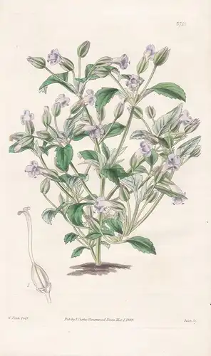 Torenia Cordifolia. Heart-Leaved Torenia. Tab. 3715 - Pflanze Planzen plant plants / flower flowers Blume Blum