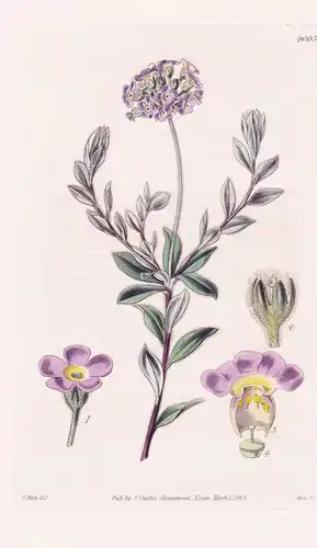 Androsace Lanuginosa. Shaggy-Leaved Androsace. Tab. 4005 - Himalaya / Pflanze Planzen plant plants / flower fl