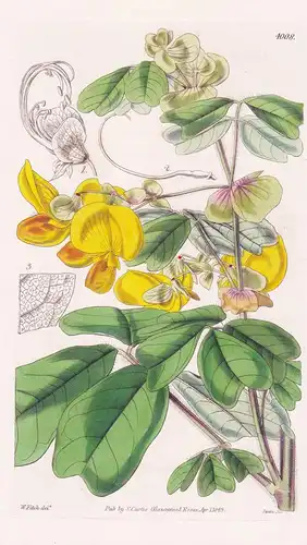Amicia Zygomeris. Yoke-Leaved Amicia. Tab. 4008 - Mexico Mexiko / Pflanze Planzen plant plants / flower flower