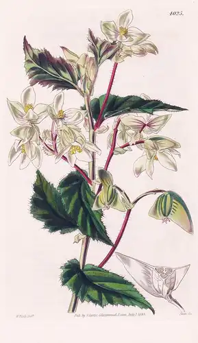 Begonia Acuminata. Point-Leaved Begonia; or Elephant's Ear. Tab. 4025 - Pflanze Planzen plant plants / flower