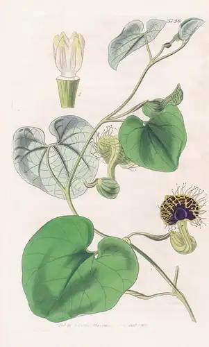 Aristolochia Ciliata. Fringe-Flowered Aristolochia. Tab. 3756 - Argentina Argentinien / Pflanze Planzen plant