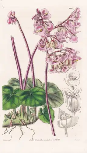 Begonia Hdrycotylifolia. Penny-Wort-Leaved Begonia. Tab. 3968 - Pflanze Planzen plant plants / flower flowers
