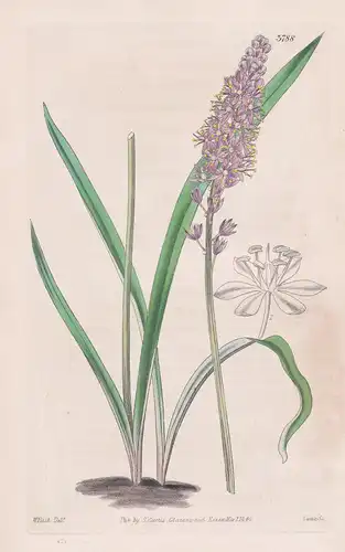 Barnardia Scilloides. Chinese Barnardia. Tab. 3788 - China / Pflanze Planzen plant plants / flower flowers Blu