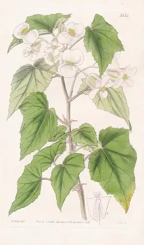 Begonia Sinuata. Sinuated Begonia, or Elephant's Ear. Tab. 3731 - Pflanze Planzen plant plants / flower flower