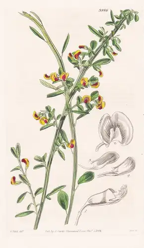 Bossiaea Virgata. Twiggy Bossiaea. Tab. 3986 - Australia Australien / Pflanze Planzen plant plants / flower fl