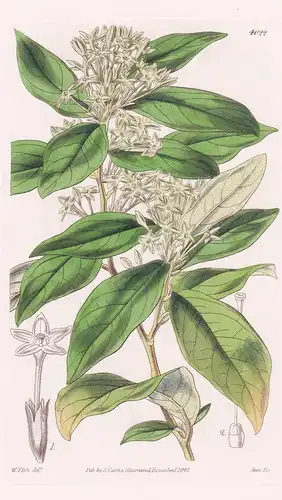 Cestrum Viridiflorum. Green-Flowered Cestrum. Tab. 4022 - Australia Australien / Pflanze Planzen plant plants