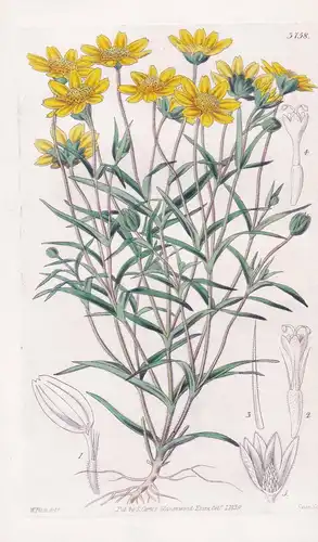 Burrielia Gracilis. Slender Burrielia. Tab. 3758 - California Kalifornien / Pflanze Planzen plant plants / flo