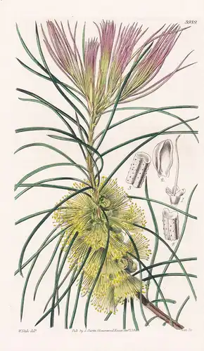 Callistemon Pinifolium. Pine-Leaved Callistemon. Tab. 3989 - Australia Australien / Pflanze Planzen plant plan