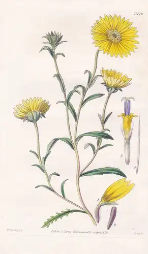 Callichroa Platyglossa. Golden Callichora. Tab. 3719 - North America Noramerika / Pflanze Planzen plant plants