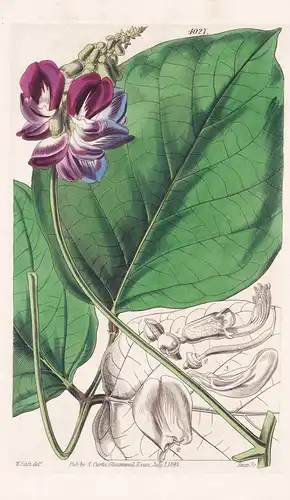 Canavalia Ensiformis. Overlook; or Jamaica Horse-Bean. Tab. 4027 - Jamaica Jamaika / Pflanze Planzen plant pla