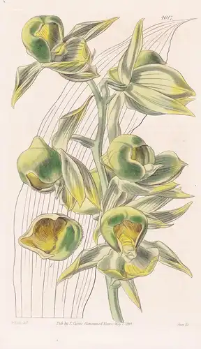 Catasetum Viridi-Flavum. Yellow-Green Catasetum. Tab. 4017 - South America Südamerika / Orchidee orchid / Pfla