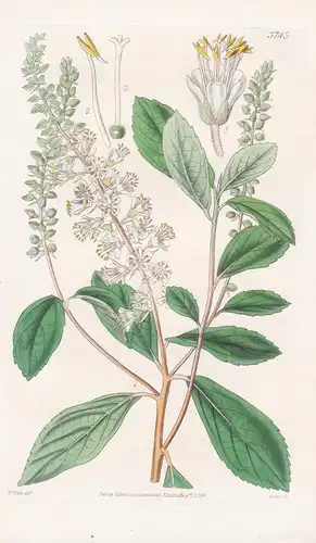 Clethra Tomentosa. Downy Clethra. Tab. 3743 - North America Nordamerika / Pflanze Planzen plant plants / flowe