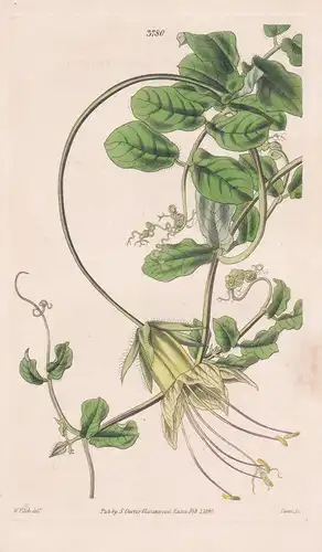 Cobaea Macrostema. Long-Stamened Cobaea. Tab. 3780 - Guatemala / Pflanze Planzen plant plants / flower flowers