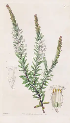 Epacris Obtusifolia. Blunt-Leaved Epacris. Tab. 3775 - Australia Australien / Pflanze Planzen plant plants / f