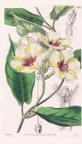 Echites Hirsuta. Hairy-Flowered Echites. Tab. 3997 - South America Südamerika / Pflanze Planzen plant plants /