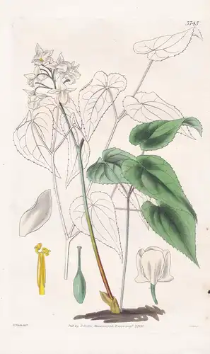 Epimedium Musschianum. White-Flowered Barren-Wort. Tab. 3745 - Japan / Pflanze Planzen plant plants / flower f