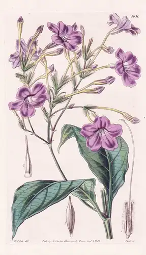 Eranthemum Montanum. Mountain Eranthemum. Tab. 4031 - India Indien / Pflanze Planzen plant plants / flower flo