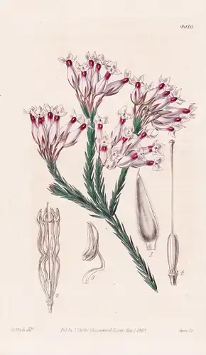 Erica Irbyana. Mr. Irby's Heath. Tab. 4016 - South America Südamerika / Pflanze Planzen plant plants / flower