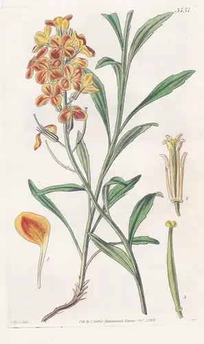 Erysimum Perofskianum. Deep Orange-Flowered Treacle-Mustard. Tab. 3757 - Afghanistan / Pflanze Planzen plant p