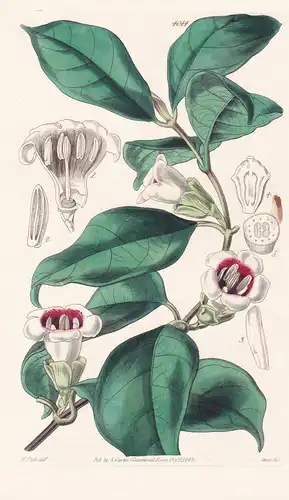 Gardenia Sherbourniae. Mrs. Sherbourne's Gardenia. Tab. 4044 -  Sierra Leone / Pflanze Planzen plant plants /