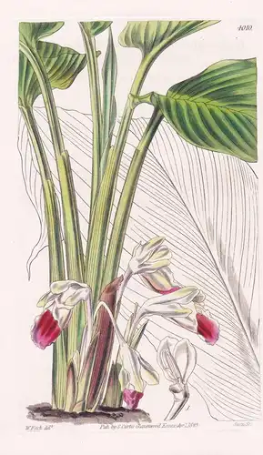 Gastrochilus Longiflora. Long-Flowered Gastrochilus. Tab. 4010 - Asia Asien / Pflanze Planzen plant plants / f