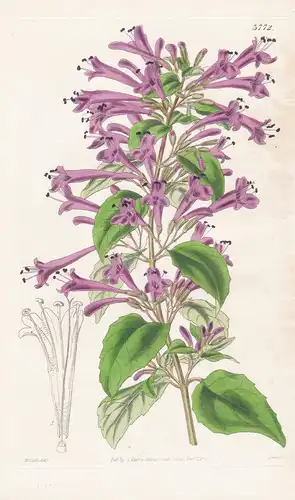 Gardoquia Multiflora. Many-Flowered Gardoquia. Tab. 3772 - Chile / Pflanze Planzen plant plants / flower flowe